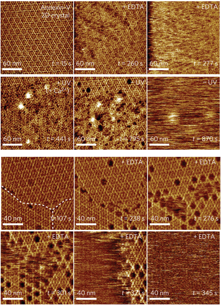 quantum design-新闻中心-日本ribm超高速视频级原子力显微镜hs-afm